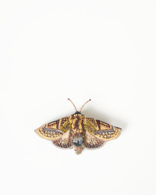 gold moth